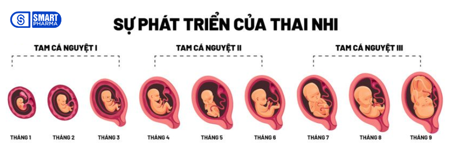 Kích thước sẽ thay đổi tương thích với tuổi thai nhi