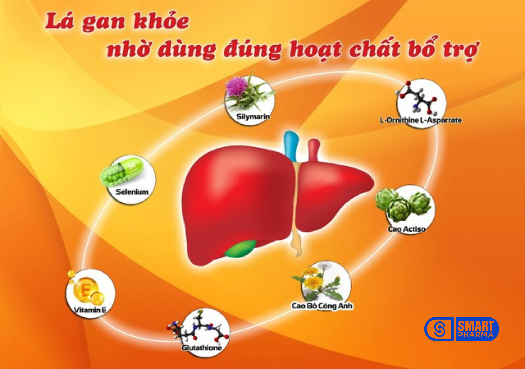 Thảo dược thiên nhiên giúp lá gan khỏe mạnh