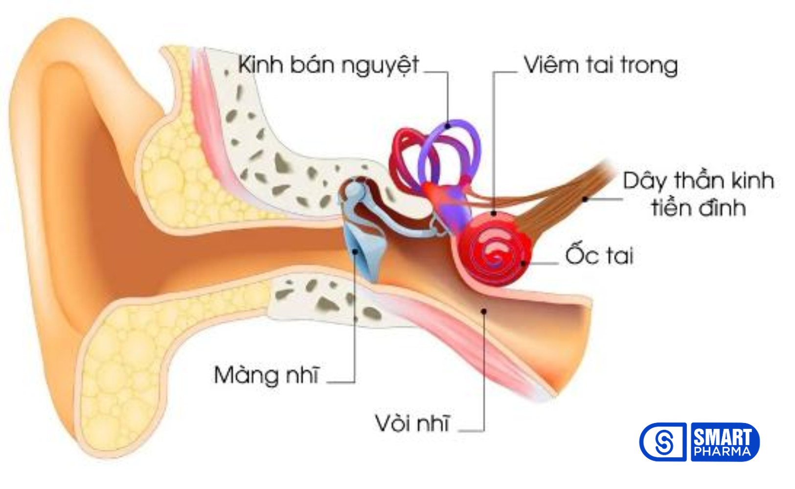 Hệ thống tiền đình gồm những bộ phận nằm ở tai trong và não có chức năng giữ thăng bằng, đảm bảo phối hợp cử động giữa toàn thân, mắt và đầu.