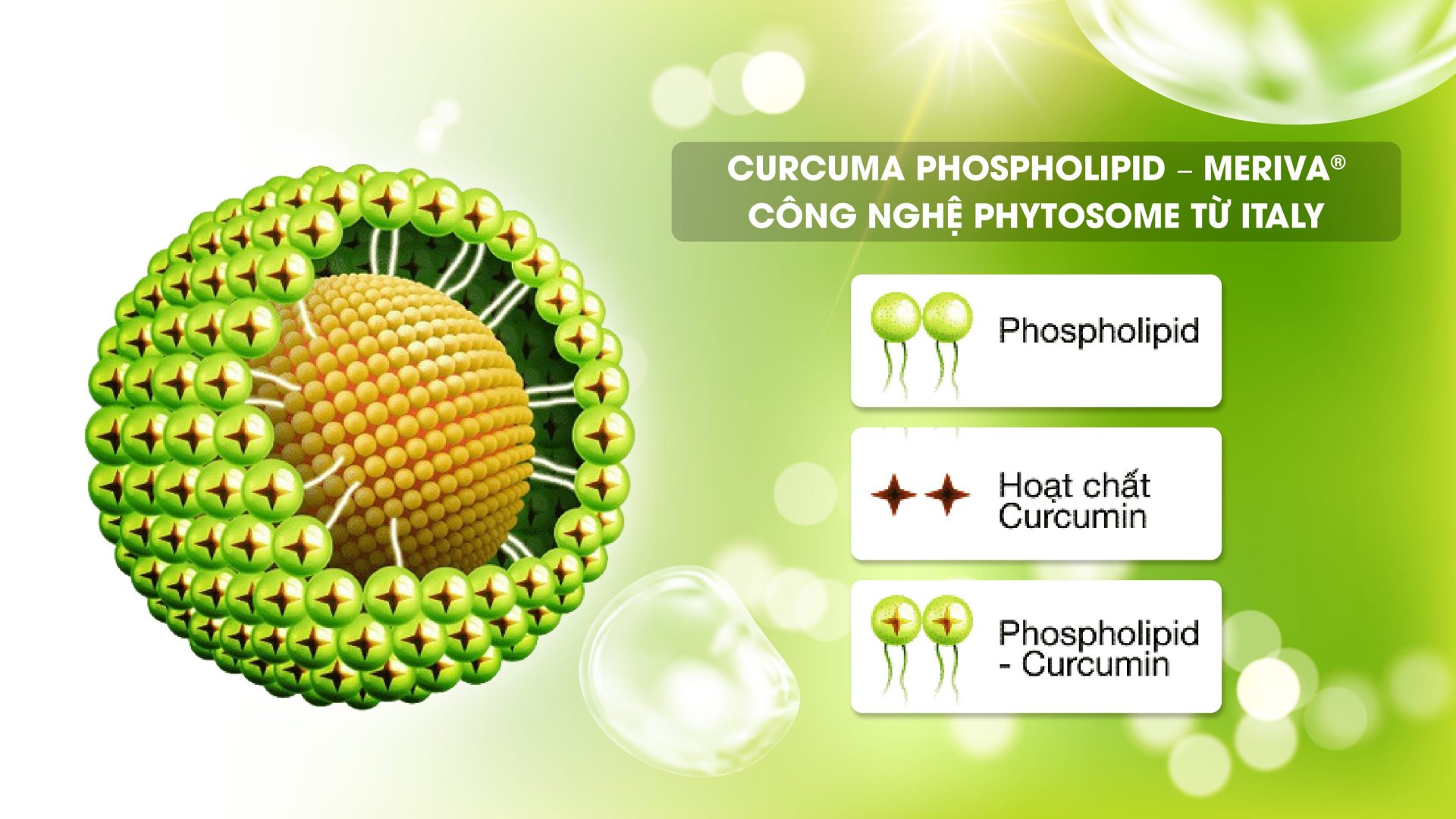 Curcuma phospholipid được ứng dụng trong Bảo Tràng Vương