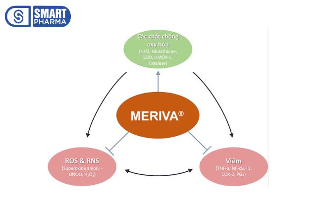 Cơ chế chống viêm của Curcuma phospholipid (Meriva)