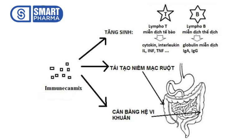 Tác dụng của Immunecanmix đối với đại tràng