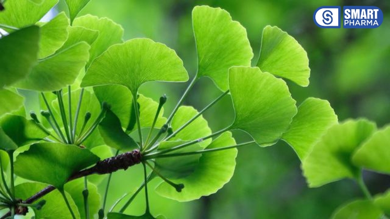 Ginkgo biloba chiết xuất từ lá Bạch quả