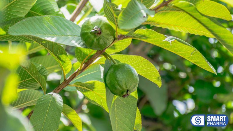 Lá ổi rất phù hợp để cải thiện viêm đại tràng