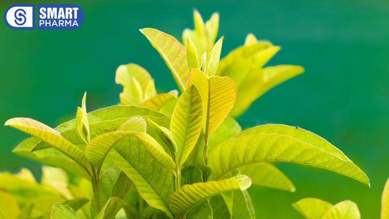 Smart Pharma - Gợi ý mẹo chữa viêm đại tràng bằng lá ổi đơn giản tại nhà 3 Smart Pharma - 6 3